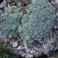 saxifraga_cochlearis_sdr6405a.jpg