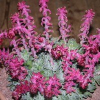 Saxifraga federici-augustii grisebachii `Wisley`