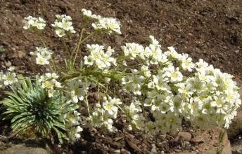 saxifraga_kath_dryden.jpg