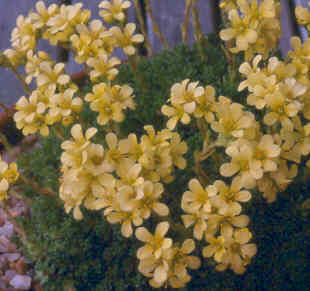 saxifraga_lohnmuelleri.jpg