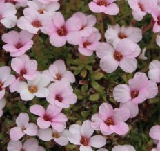 saxifraga_mary_golds.jpg