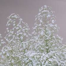 Saxifraga `Nicholas`
