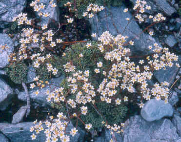 saxifraga_paniculata.jpg