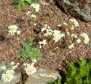 Saxifraga 'Rainsley Seedling'