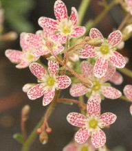 saxifraga_rosa_tubbs.jpg