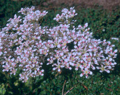 saxifraga_southside_seedling.jpg