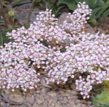 Saxifraga Southside Seedling Group