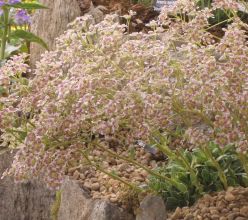 Saxifraga `Sue Tubbs`