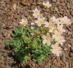 saxifraga_teckles.jpg