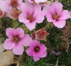 saxifraga_your_song.jpg