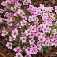 saxifraga_your_song2.jpg