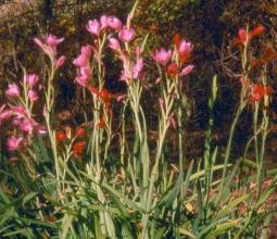 schizostylis_coccinea.jpg