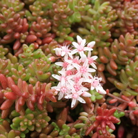 sedum_album_coral_carpet.jpg