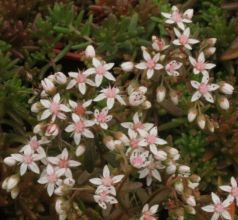 sedum_album_coral_carpet3.jpg
