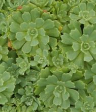 sedum_dasyphyllum_mesatlanticum.jpg