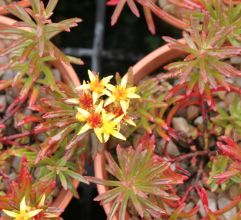 sedum_middendorfianum.jpg