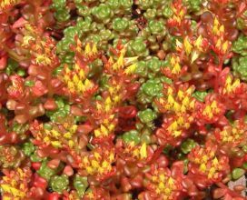sedum_obtusatum2.jpg