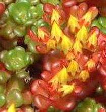 sedum_obtusatum_close.jpg