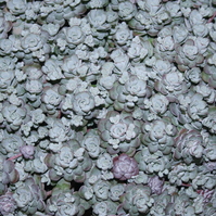 Sedum spathulifolium 'Capo Blanco'