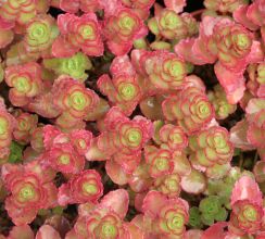 sedum_spurium_dragons_blood.jpg
