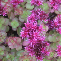sedum_spurium_dragons_blood2.jpg