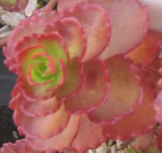 sedum_spurium_dragons_blood3.jpg