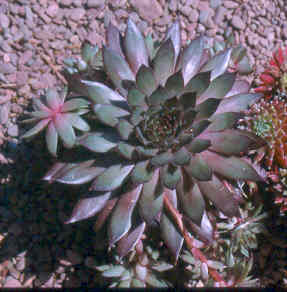 sempervivum_blood_tip.jpg
