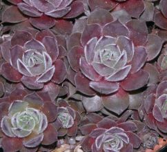 sempervivum_engels.jpg