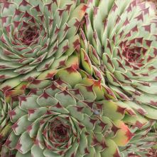sempervivum_guiseppii3.jpg