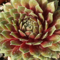sempervivum_heigham_red.jpg