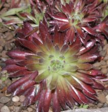 sempervivum_king_george.jpg