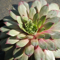 sempervivum_lord_alan.jpg