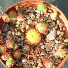 sempervivum_octopodes_apetalum.jpg