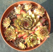 sempervivum_purple_beauty.jpg