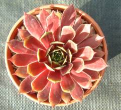 sempervivum_red_chief.jpg