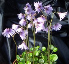 soldanella_carpatica.jpg