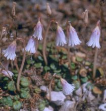 Soldanella minima