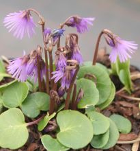 soldanella_pusilla2.jpg