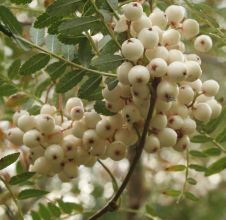 sorbus_cld1437.jpg