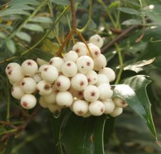 sorbus_cld1437a.jpg