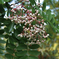 Sorbus glabriuscula
