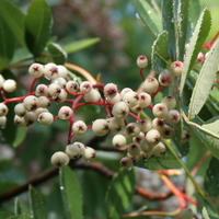 sorbus_glabriuscula2.jpg