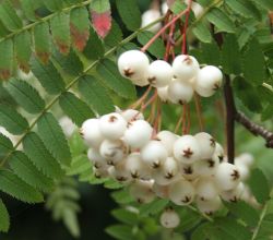 Sorbus koehniana