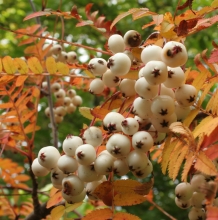 sorbus_koehniana2.jpg