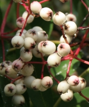 sorbus_prattii.jpg