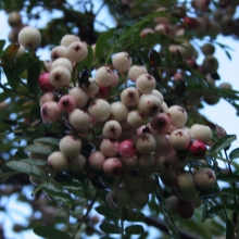 Sorbus pseudovilmorinii fruit