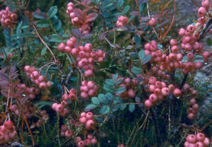 Sorbus reducta fruit