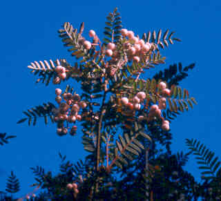 Sorbus pseudovilmorinii in autumn