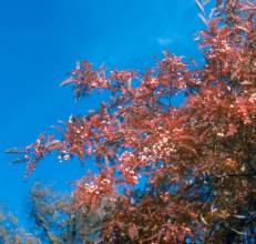 sorbus_vilmorinii_late.jpg