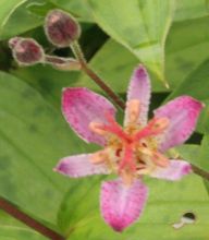 Tricyrtis `Adbane`
